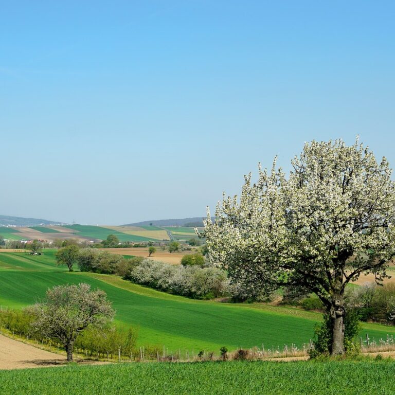 インターネットラジオ OTTAVA